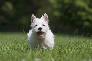 Westies Prints: Picture No. 11991840