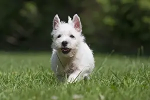 Westies Prints: Picture No. 11991841