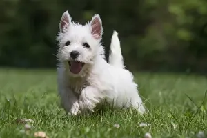 Westies Prints: Picture No. 11991842