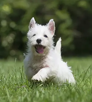 Westies Prints: Picture No. 11991843