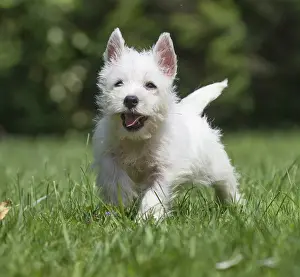 Westies Prints: Picture No. 11991844