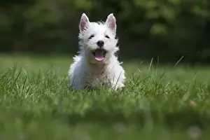 Westies Prints: Picture No. 11991846