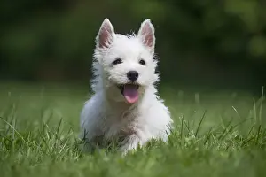 Westies Prints: Picture No. 11991848