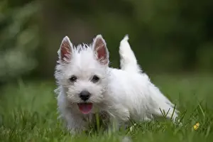 Westies Prints: Picture No. 11991850
