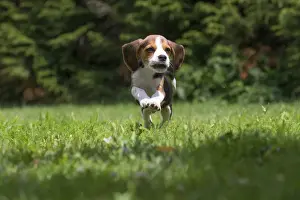 Beagles Prints: Picture No. 11991856