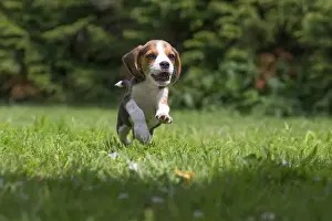 Beagles Prints: Picture No. 11991857
