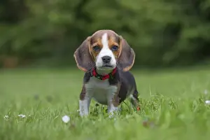 Beagles Prints: Picture No. 11991860