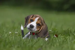 Beagles Prints: Picture No. 11991861