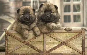 Eurasier Prints: Picture No. 11991888