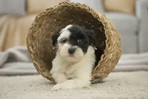 Basket Prints: Picture No. 11991913