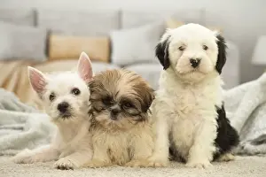 Shih Prints: Picture No. 11991919