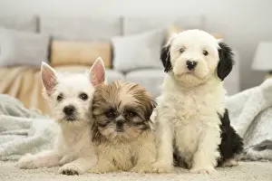 Shih Prints: Picture No. 11991920
