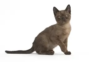 Burmeses Prints: Picture No. 11991953
