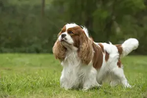 Cavalier Prints: Picture No. 11992031