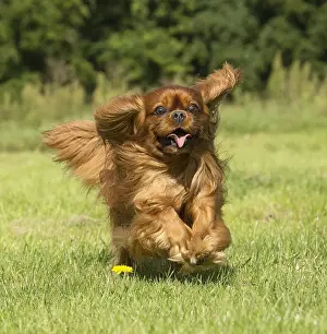 Cavalier Prints: Picture No. 11992054