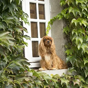 Windows Prints: Picture No. 11992066