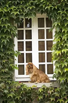 Windows Prints: Picture No. 11992070
