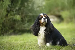 Cavalier Prints: Picture No. 11992081
