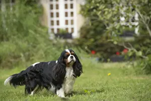 Cavalier Prints: Picture No. 11992084