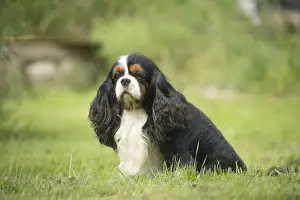 Cavalier Prints: Picture No. 11992085