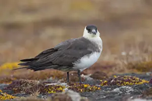 Skua Prints: Picture No. 11992145