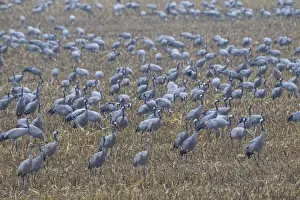 Cranes Prints: Picture No. 11992153