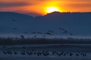 Cranes Prints: Picture No. 11992154