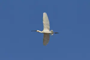 Spoonbill Prints: Picture No. 11992172