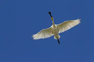 Spoonbill Prints: Picture No. 11992173