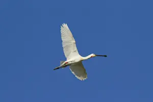 Spoonbill Prints: Picture No. 11992174