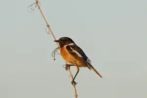 Stonechats Prints: Picture No. 11992184