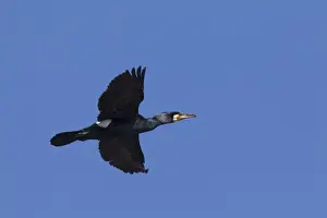 Cormorants Prints: Picture No. 11992202