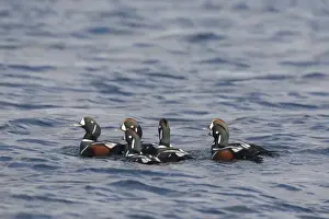 Harlequin Prints: Picture No. 11992216