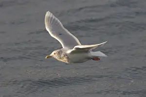 Gulls Prints: Picture No. 11992226