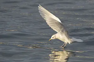 Gulls Prints: Picture No. 11992227