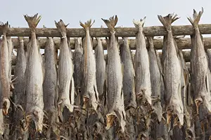 Fishery Prints: Picture No. 11992353