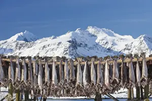 Fishery Prints: Picture No. 11992355