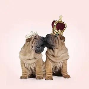 Royal Prints: Picture No. 11992374