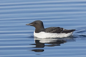 Guillemot Collection: Picture No. 11992391