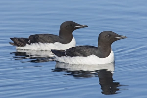 Guillemot Collection: Picture No. 11992392