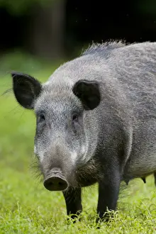 Boar Prints: Picture No. 11992409