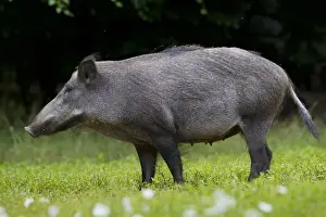 Boar Prints: Picture No. 11992411