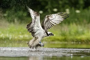 Pandion Prints: Picture No. 11992424