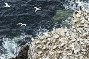 Cliffs Prints: Picture No. 11992431