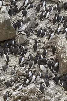Auks Prints: Picture No. 11992436