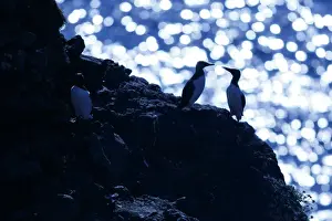 Auks Prints: Picture No. 11992437