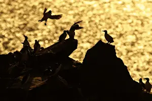 Auks Prints: Picture No. 11992439