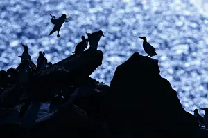 Auks Prints: Picture No. 11992440