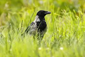 Corvus Prints: Picture No. 11992443