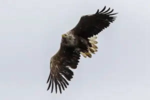 Hawks Prints: Picture No. 11992449